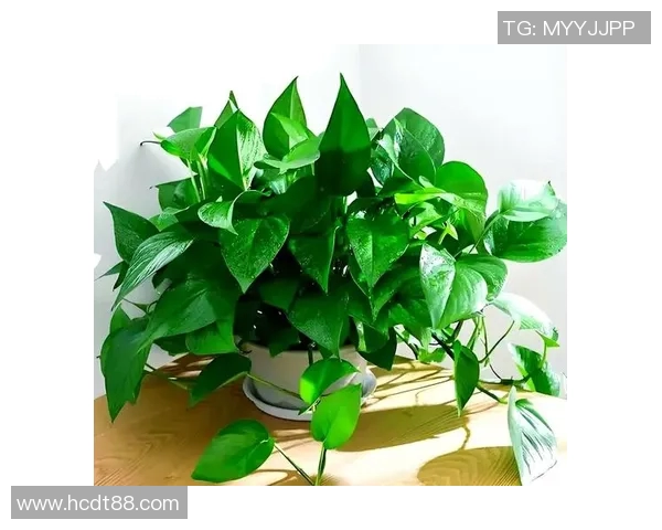 盆栽绿意生活：如何通过家居植物营造舒适自然的室内环境